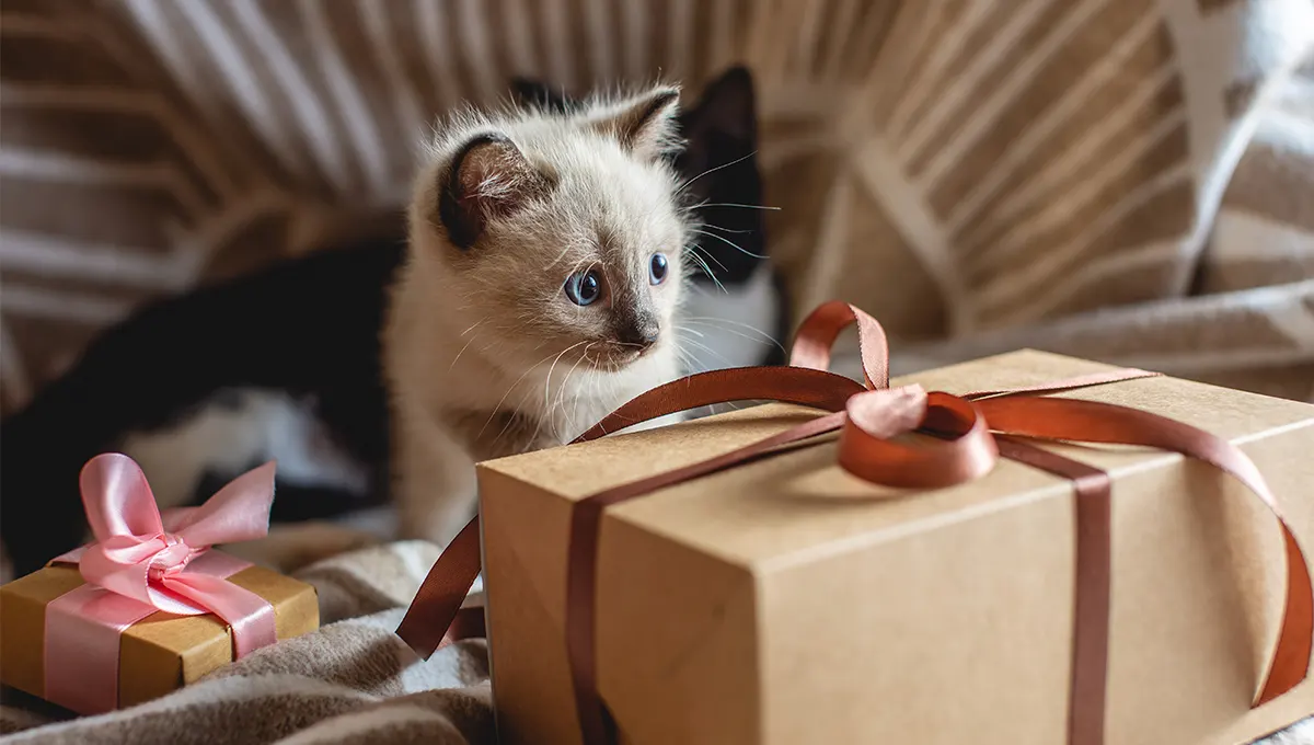 Best Gifts for Cats